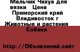 Мальчик Чихуа для вязки › Цена ­ 5 000 - Приморский край, Владивосток г. Животные и растения » Собаки   